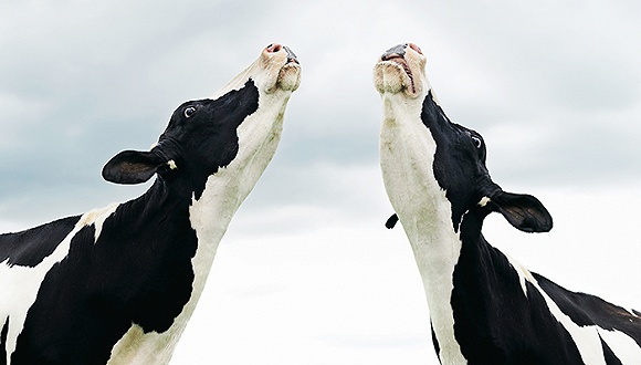 巨额广告费吃掉上市公司利润 伊利股份一年花