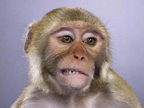 原董事长翁懋意外身故追踪:如何证明是猴子干