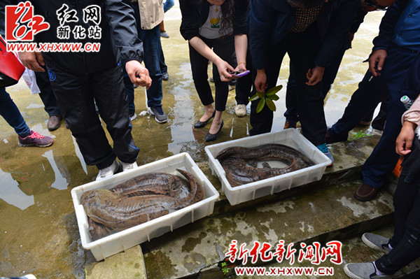 世界第一锅 新化三联峒景区五一娃娃鱼免费