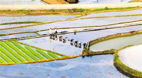 志愿者田间地头助春耕_新浪新闻