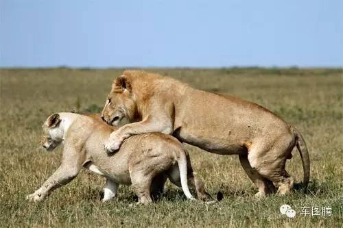 大写加粗的囧!用生理知识教女票认车标!