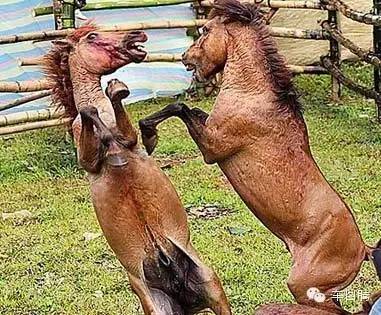 大写加粗的囧!用生理知识教女票认车标!