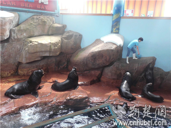 武汉一海洋公园上演海狮王争霸将持续至8月