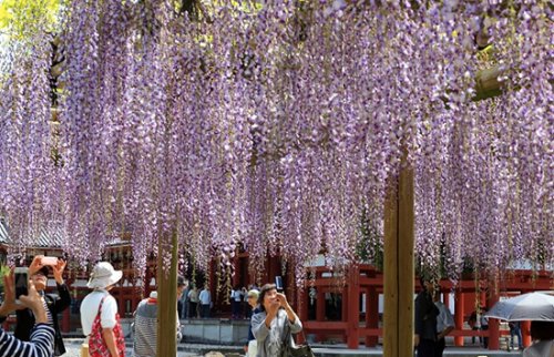 花下甜蜜相约:日本紫藤盛开 风中摇曳如画