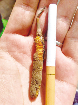 一年只卖两个月 鲜爽脆新鲜冬虫夏草论根卖!