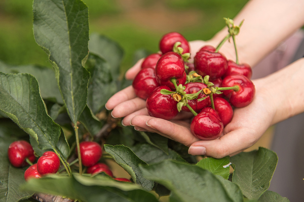 48小时从枝头到舌尖 京东生鲜樱桃季火热预售