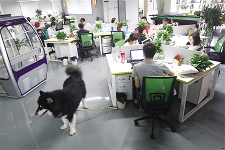 创新挖潜开拓宠物市场 易宠科技玩出亿元产值