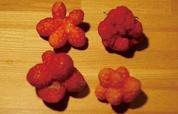 美高官在福岛核事故时曾预测东京辐射剂量或超