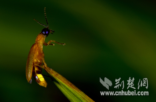 洈水景区打造全国首个生态萤火虫基地 集观赏