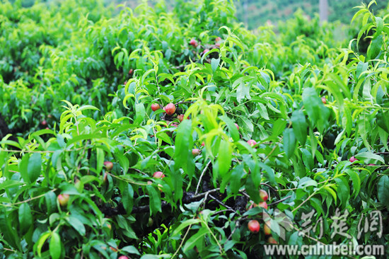 枝江市第四届张家湾蟠桃节5月21日举行