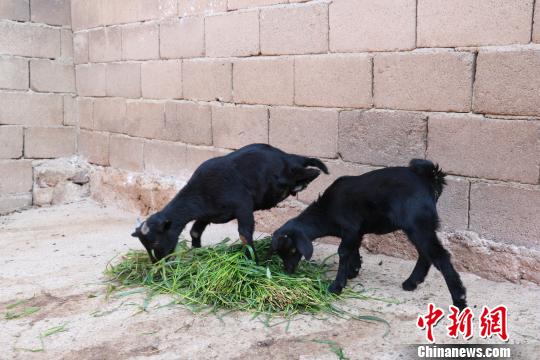 图为“羊坚强”与一头正常的小羊在一起吃草。 普文艳 摄