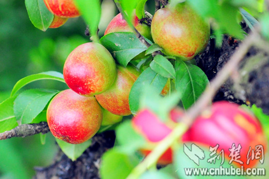 枝江市第四届张家湾蟠桃节5月21日举行