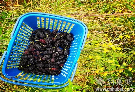 偶拉网携高校教师穿越变秦罗敷 体验农田采桑