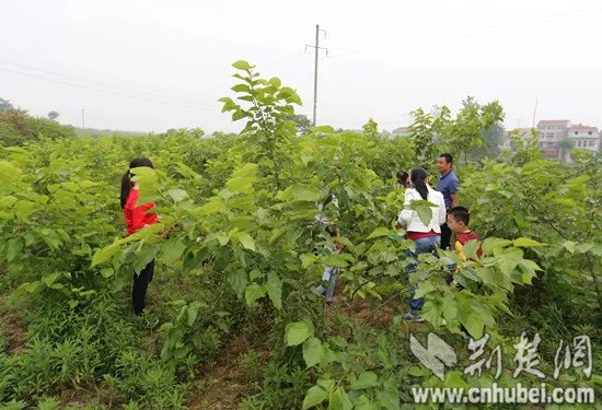 偶拉网携高校教师穿越变秦罗敷 体验农田采桑