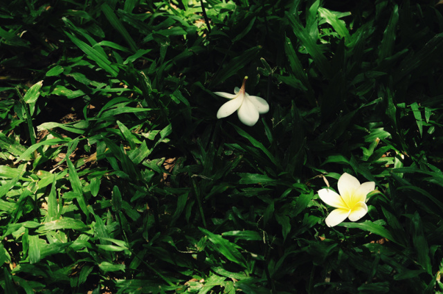 在西双版纳等风,等你来