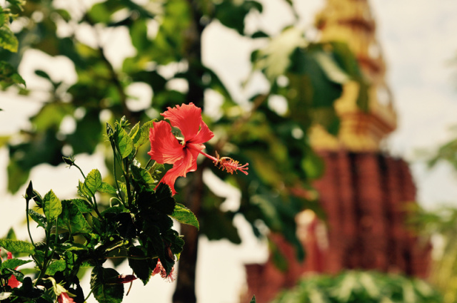 在西双版纳等风,等你来