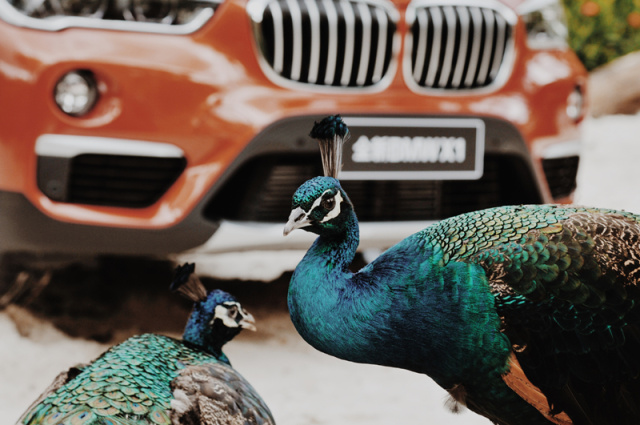 在西双版纳等风,等你来