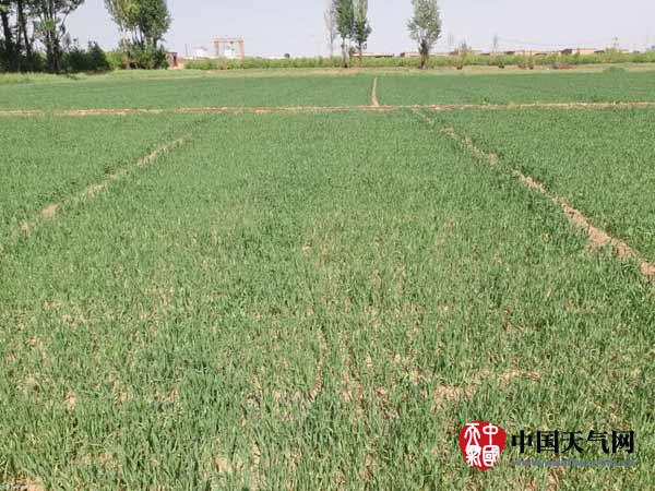 内蒙古春雨缓旱情 助力小麦拔节
