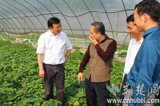 黄陂13家农业合作社抱团闯市场 连坐法严把