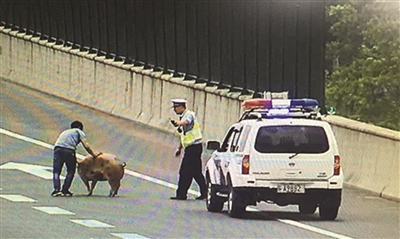 交警帮助司机捉猪。