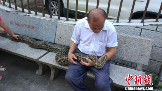 施继民与蟒蛇施南王在小区内遛弯 林士杰 摄