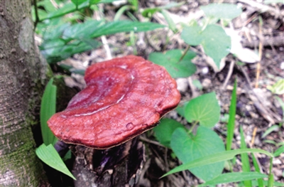 重庆晨报电商平台 晨晨优选·移动商城及健康