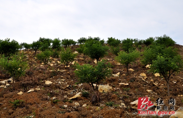 国土资源部检查组前往新田检查指导对口扶贫工