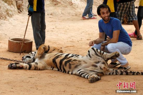 当地时间2016年5月30日，泰国北碧府，野生动物官员根据法院命令从“虎庙”转移老虎。