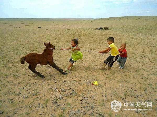 内蒙古赤峰现干旱较重 10万余人受灾|内蒙古|受