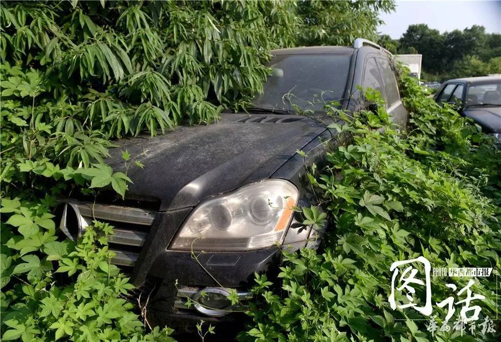 宾利长草 成都停车场的那些“僵尸豪车”