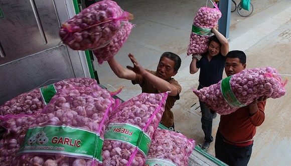 疯狂大蒜背后悲喜剧:蒜商称傻子也挣钱 蒜农沦