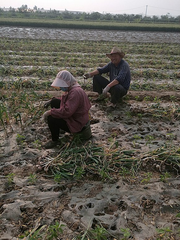 疯狂大蒜背后悲喜剧:蒜商称傻子也挣钱 蒜农沦