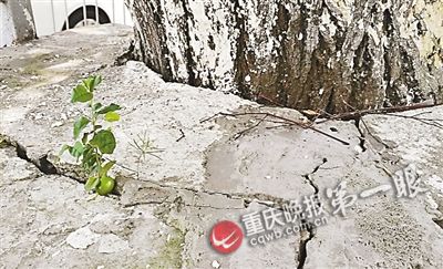 大树撑破天桥水泥地 会不会有危险