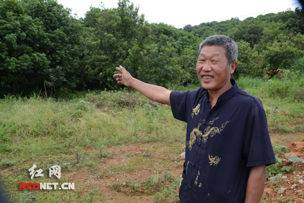 新化杨梅:重点扶持的特种水果 库区脱贫致富希