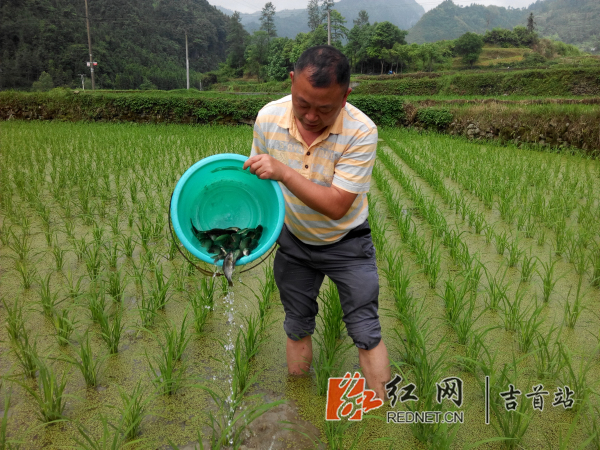 吉首全力推广鱼稻混养技术 打造立体生态农业