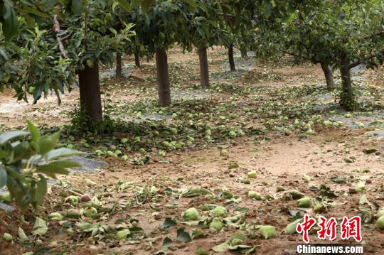 甘肃清水遭暴雨冰雹袭击 未熟果蔬被打落遍地