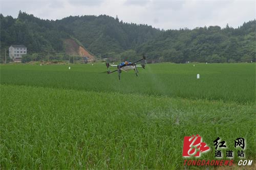 通道:无人机防治水稻病虫害|无人机|作业