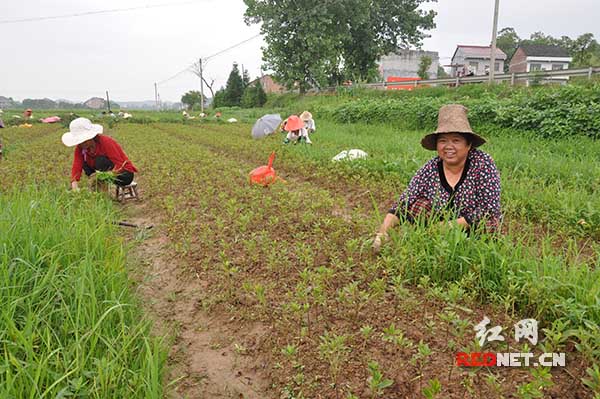 株洲十万亩荒山变绿园 土地流转真正转起来|