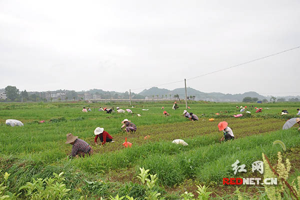 株洲十万亩荒山变绿园 土地流转真正转起来|