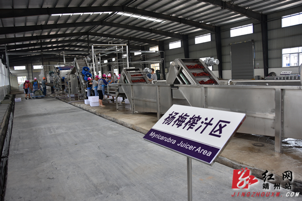 靖州再添一杨梅榨汁生产线可产千吨杨梅汁|杨