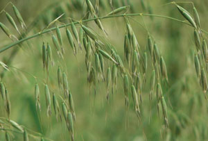 安徽口岸首次截获农作物杀手法国野燕麦|法国