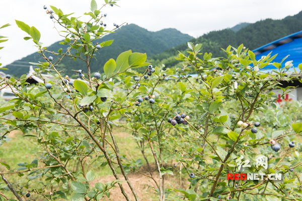 怀化五郎溪村拔穷根 探路产业扶贫新模式|扶