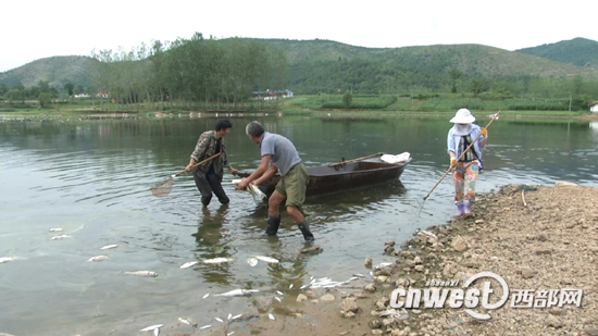 汉中南郑陈村水库出现大面积死鱼，部分村民用蛇皮袋农用车捕捞。