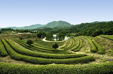 张友良:着实推进特色产业精准扶贫|产业|特色|扶贫