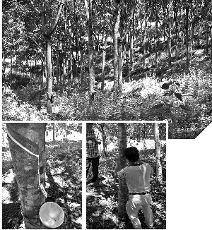 橡胶树收入_关于2017年橡胶树综合保险费补贴的公告