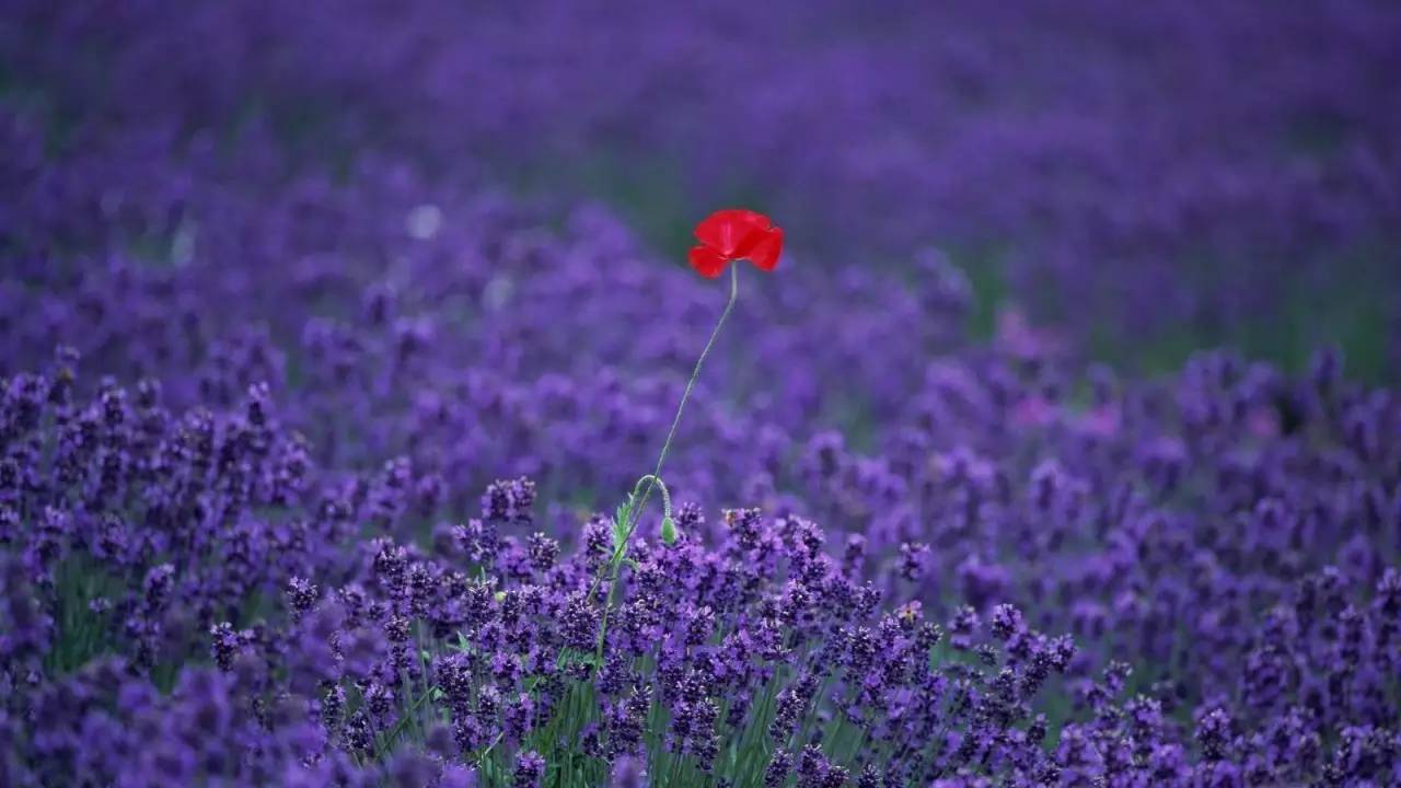 跨界!豪车与花不得不说的搭配