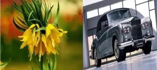 跨界!豪车与花不得不说的搭配