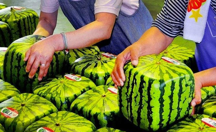 西瓜网站人口_西瓜卡通图片(3)