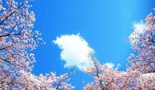 日本，蓝天白云下的樱花。
