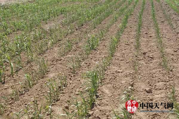 内蒙古赤峰旱灾致损超13亿 发布干旱橙色预警